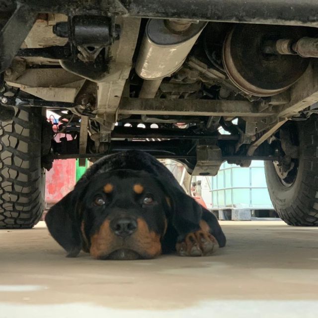 Did you know...?

We have a team of in-house mechanics to ensure our vehicles are regularly maintained, repaired and inspected, enhancing the level of service and reliability we offer to you all with deliveries and collections 👏⭐

For any questions or to make bookings for any of your plant hire, skip hire, toilet hire and demolition requests, get in touch with us today! 
📞 +44 (0)1903 762020 
💻 https://www.rabbitgroup.co.uk/

#SkipHire #SkipHireServices #EnvironmentallyFriendly #BookASkip #RabbitSkipHire #RabbitSkips #RabbitGroup #Workshopboss #WorkshopDog #WestSussex #MachineryHire #RabbitPlantHire #PlantHire #RabbitPlantHire #Sussex #BuildingSite #ConstructionWaste #VehicleMaintenance